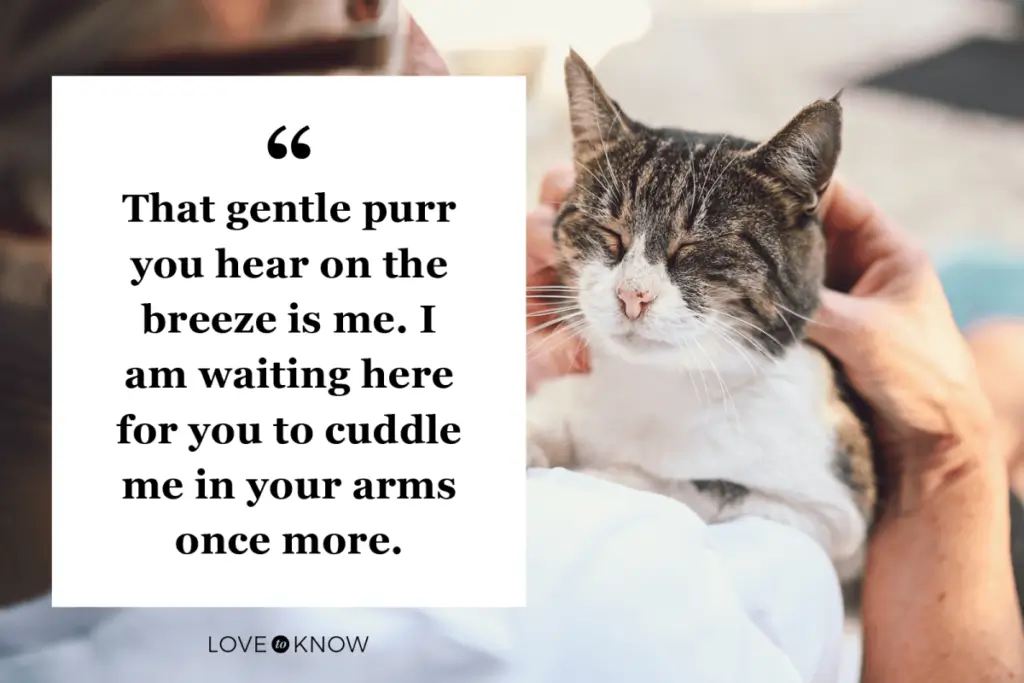 The gentle purr you hear on the breeze cat loss quote