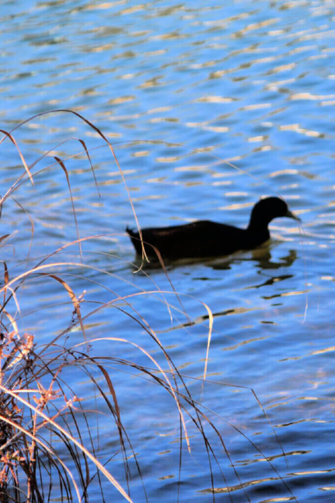 A photo of a black duck swimming in Swan Lake in Tulsa, Oklahoma