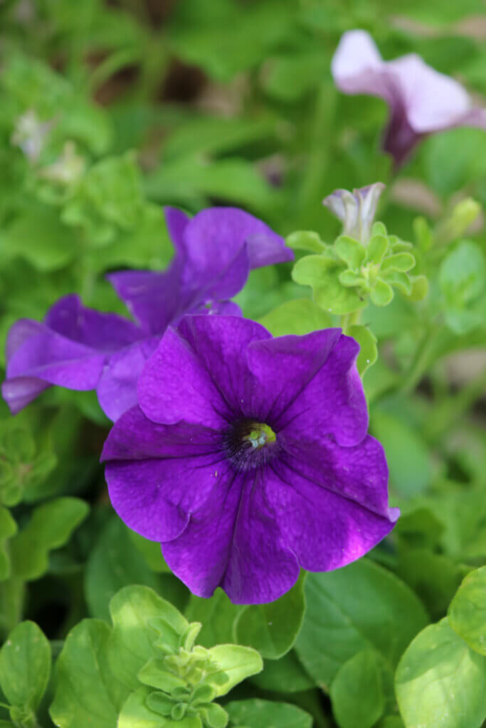 In Patio Chores & Photos Of Plants here is a Photo of the petunias on my patio. and they are a mixture of  various purple shades of color.