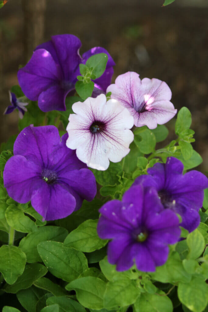In Music, Books, And Ivy's Silly Ways, here is a pot of petunias out on my patio. They are shades of purple, which is a combination I love to have in my garden spaces.