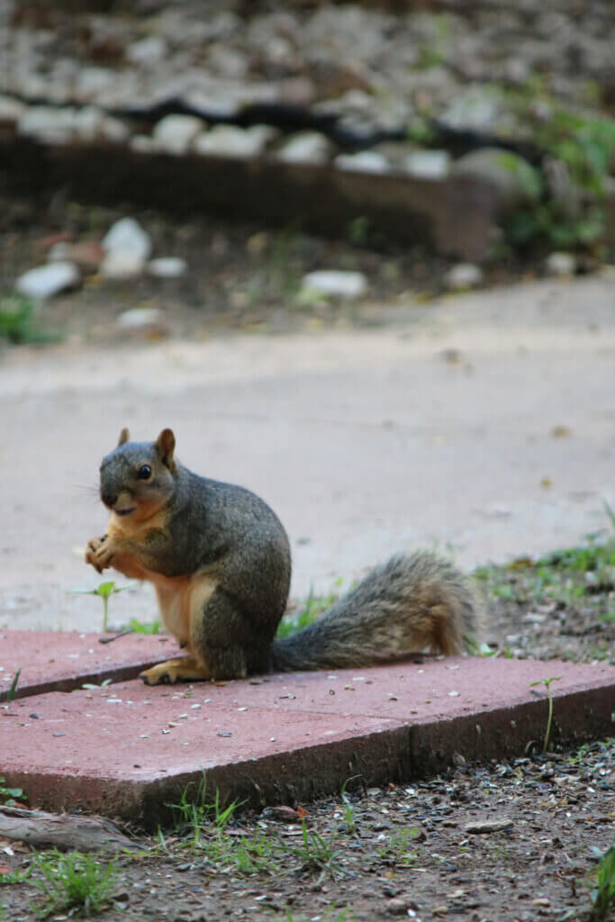 A squirrel sitting on a red paving brick eating sunflower seeds from one of the many bird feeders in my neighbor's yards.