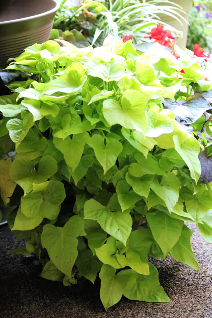 In Bringing More Patio Plants Home, this is the huge purple and green sweet potato vine that now resides on my patio.