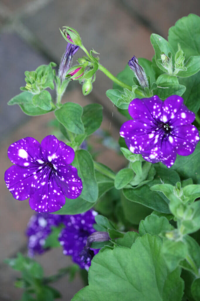 In Bringing More Patio Plants Home, here is a purple and white petunia plant that is now on my patio.