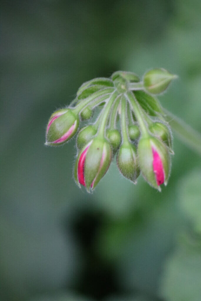 With a bloom is a promise, these red buds on my geranium plants will open soon