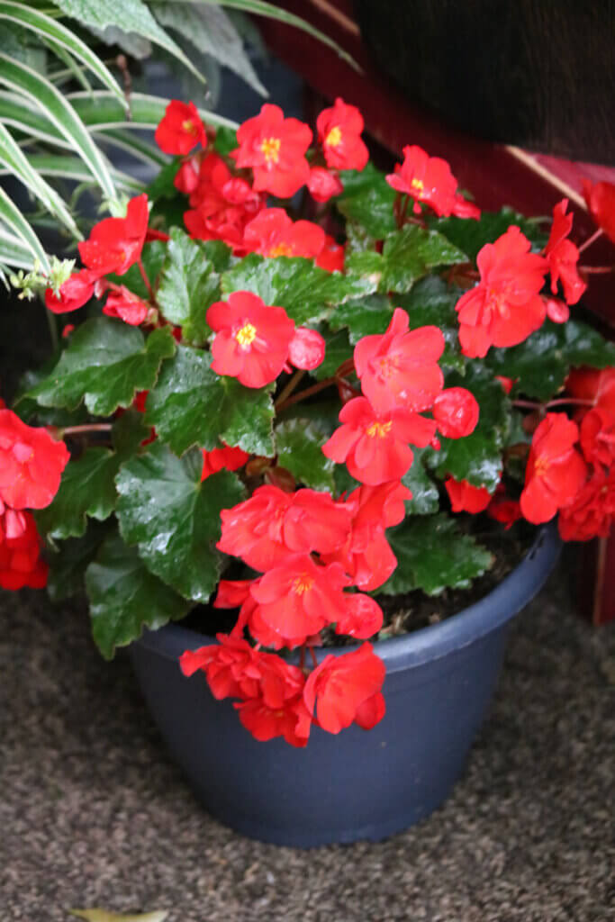 Pretty red flowers in a container on my apartment patio. Red flowers makes me smile