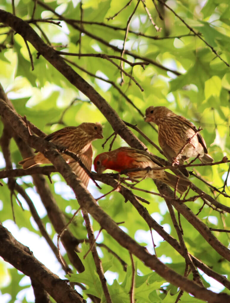 In Birds, Plants, Pets & Entertainment, I photographed these three birds up in a tree near my apartment