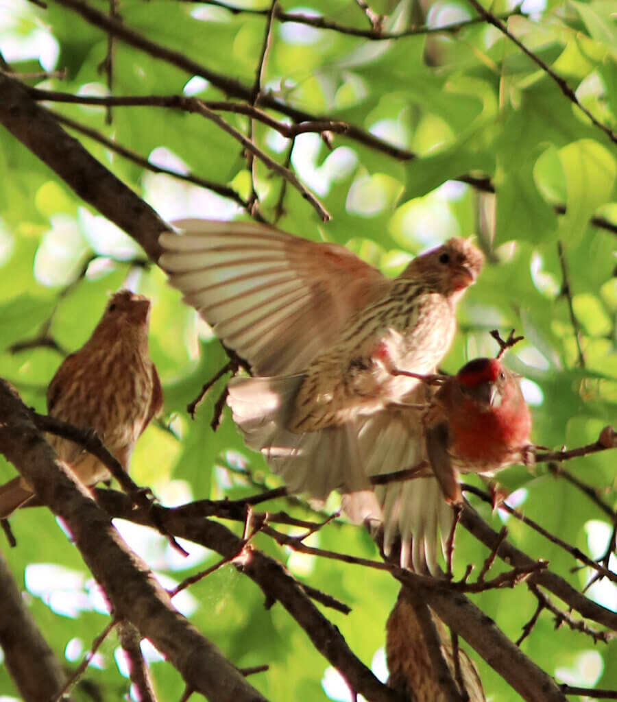 A bird taking flight from a branch with other birds around it