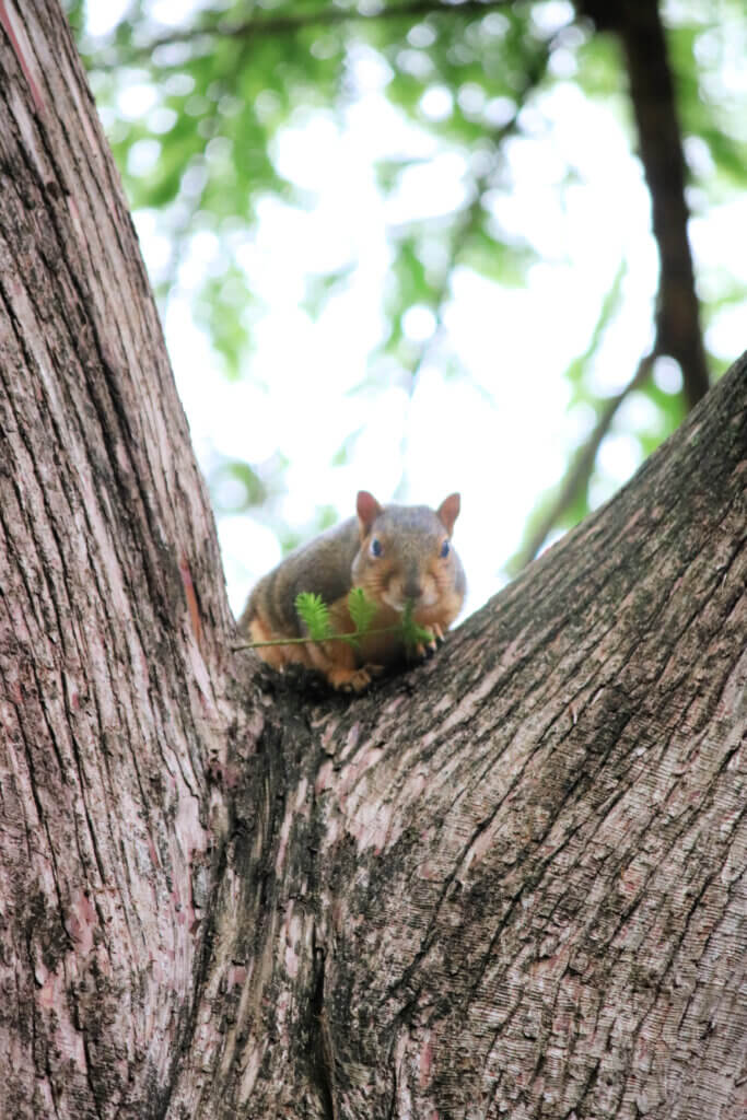 In Garden Deva, Squirrels & Lush Plants, this is a cute little squirrel staring at me from a tree.
