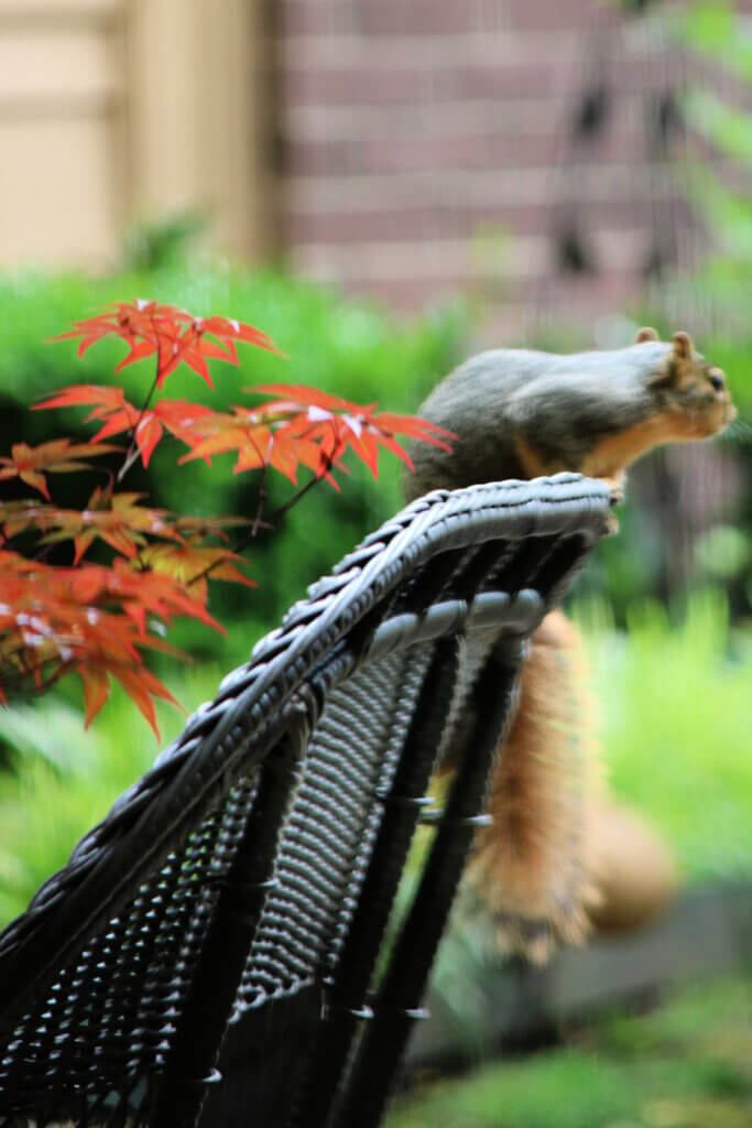 A silly squirrel perched on the top of my wicker settee.