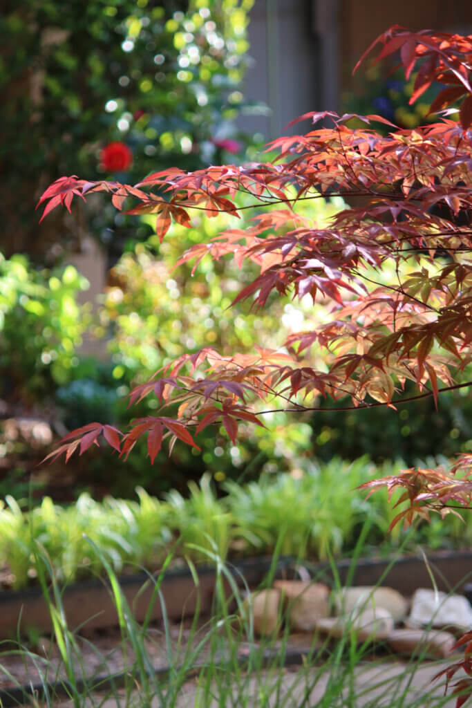 In Japanese Maple, Serenity and Ivy, this is my potted Japanese Maple out in my yard.