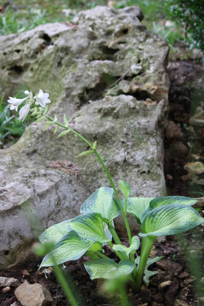 In A Labor Of Love, I show a photo of one of the hosta plants I planted near the big rock in my apartment's yard.