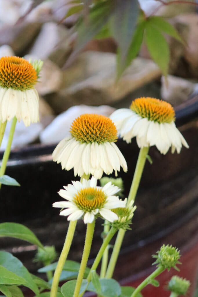 In One More Nursery Visit Before Surgery, I purchased this white cone flower (or echinacea) plant. 