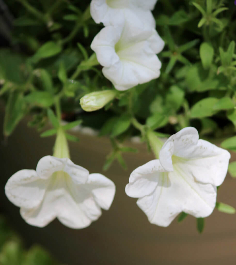 In Pain & What I'm Watching & Reading, theses are my lovely white petunias. I hope they don't die in the hit when I can't water them.