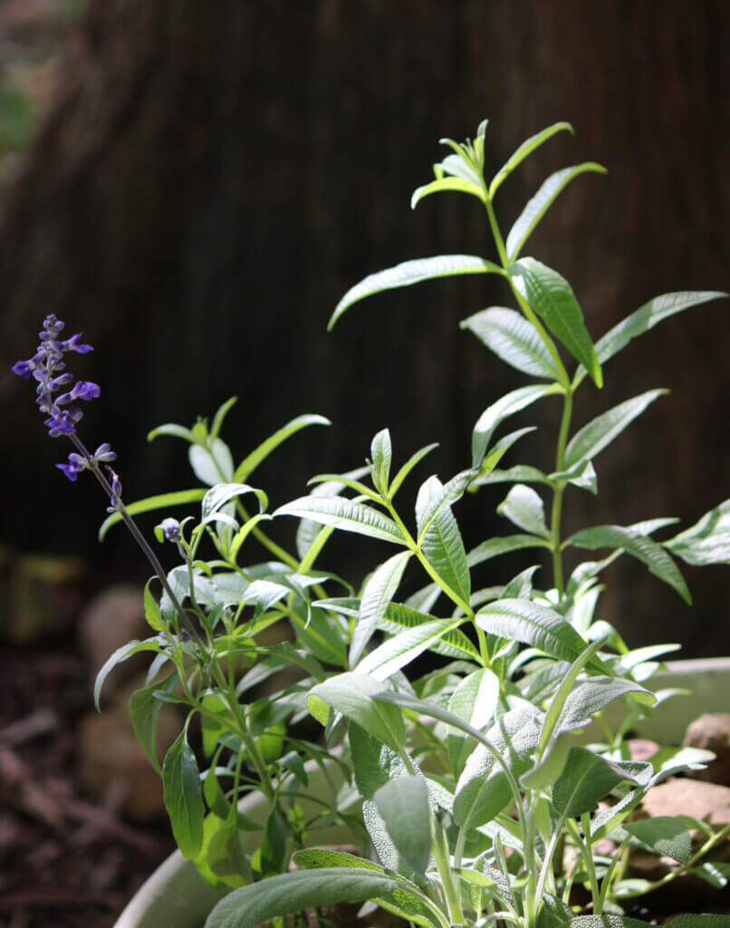 In Our Interconnected Habitat & Environment, this is a lemon verbena plant and a sage plant out in my apartment yard.