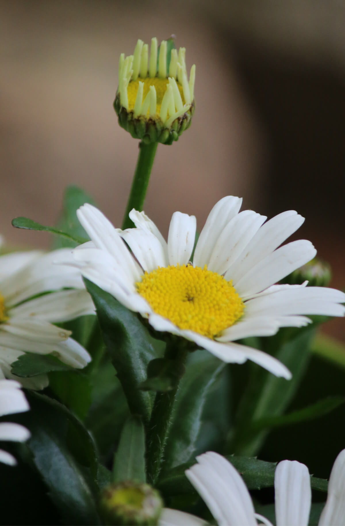 Daisies, The Library & A Cottontail Rabbit