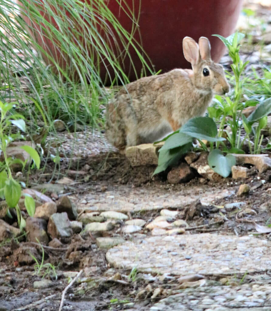 Last evening I watched this cottontail rabbit eating the leaves of my "mystery plant" in my apartment yard