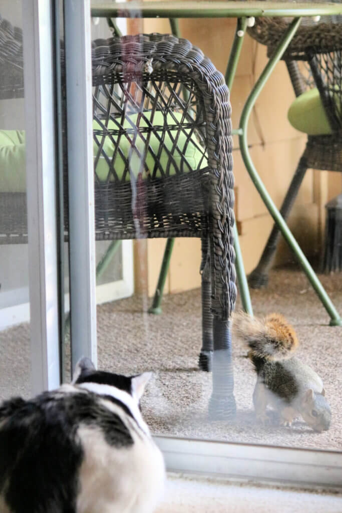 In Ivy Gave A Squirrel The Stink Eye, Ivy is crouched at the patio door glaring at a squirrel