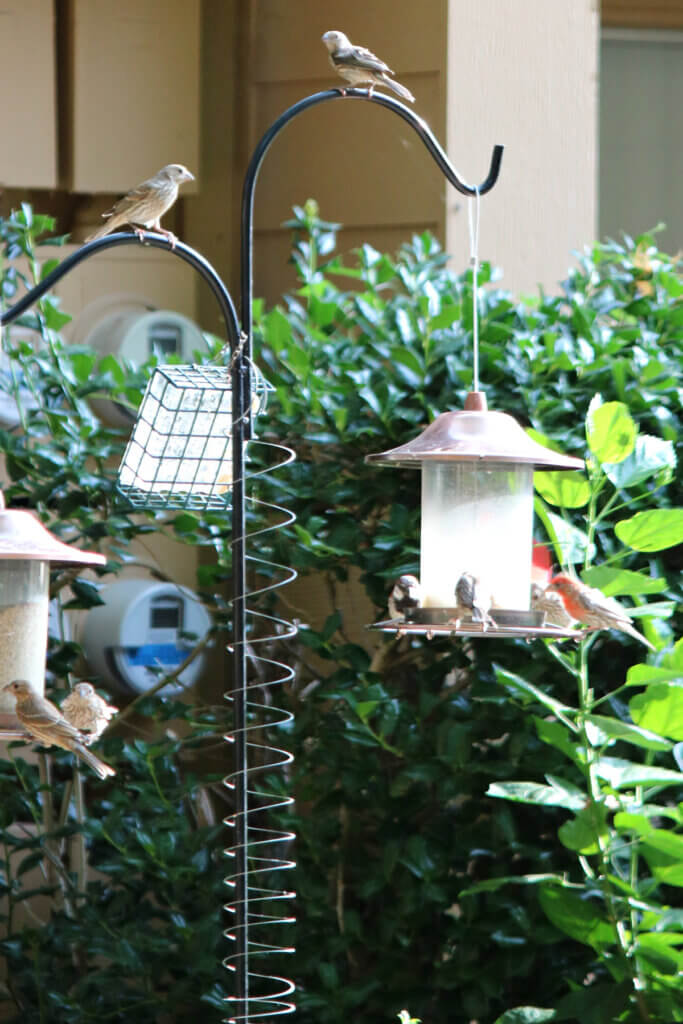 In Photos Of Birds & Plants Outside, this is Ron & Pat's yard where they feed birds.