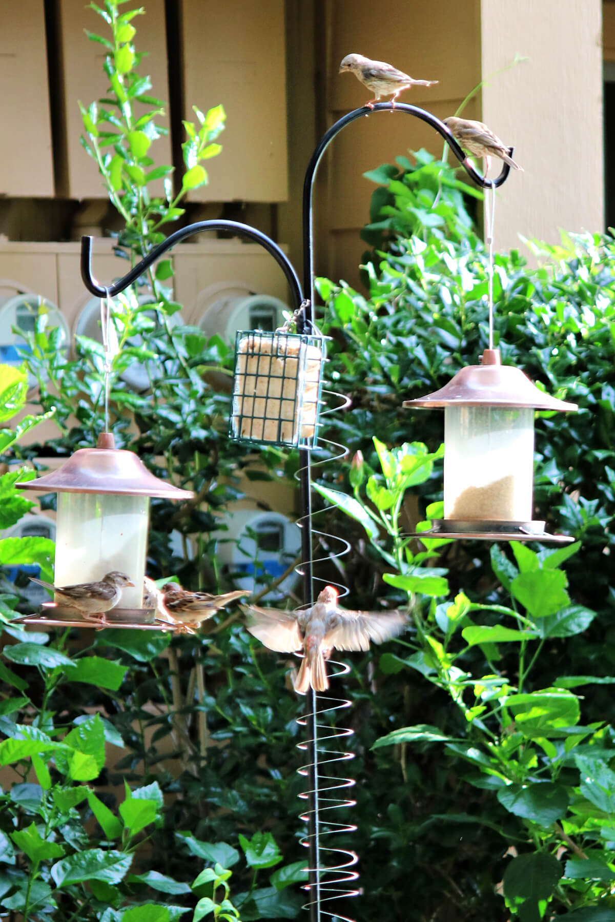Birds & Allium Plant & Smoothie Maker