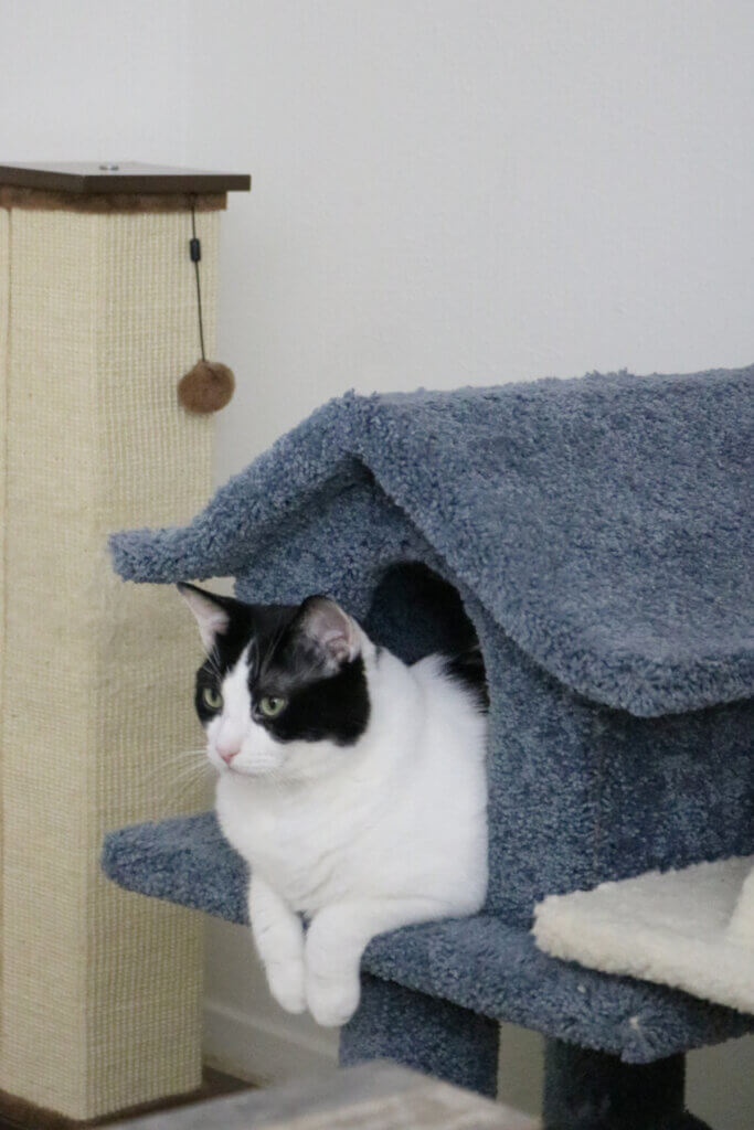 Ivy in her blue cat house