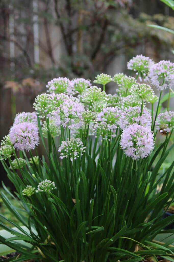 In Birds & Allium Plant & Smoothie Maker, this is the allium plant from my former apartment.