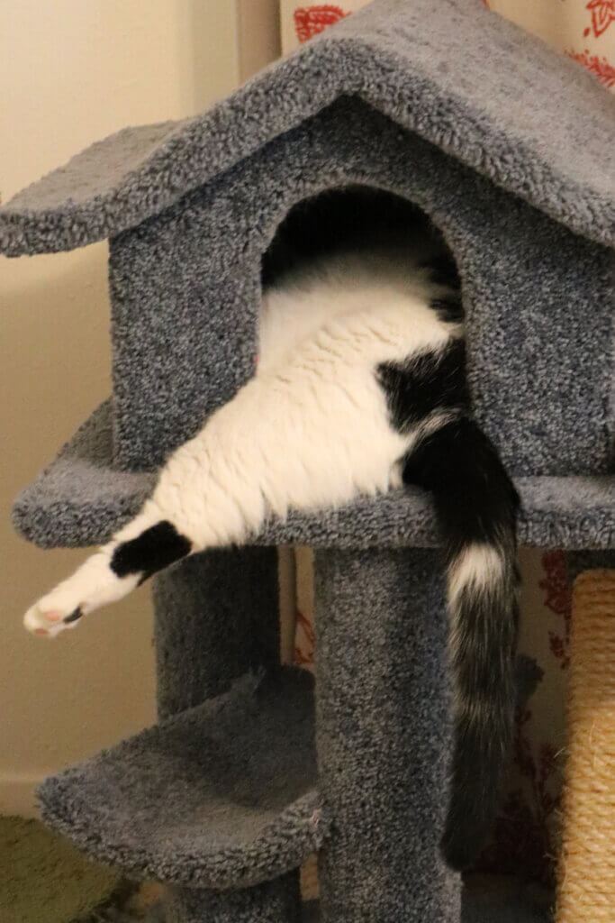 Ivy hangs out of her blue cat house while sleeping.