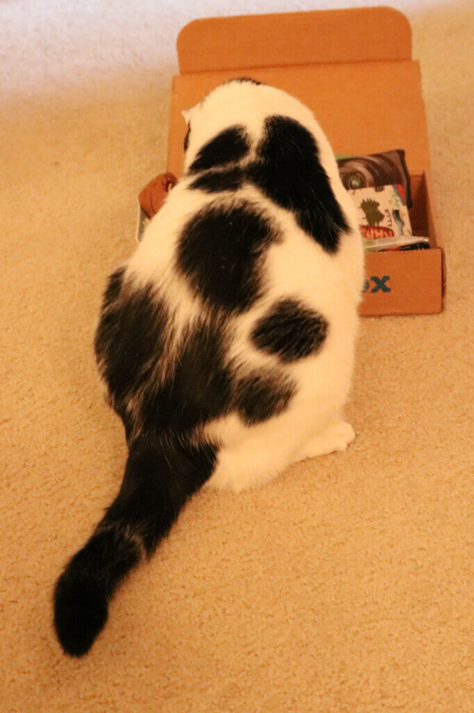 Ivy digs into her September KitNipBox that comes in the mail.