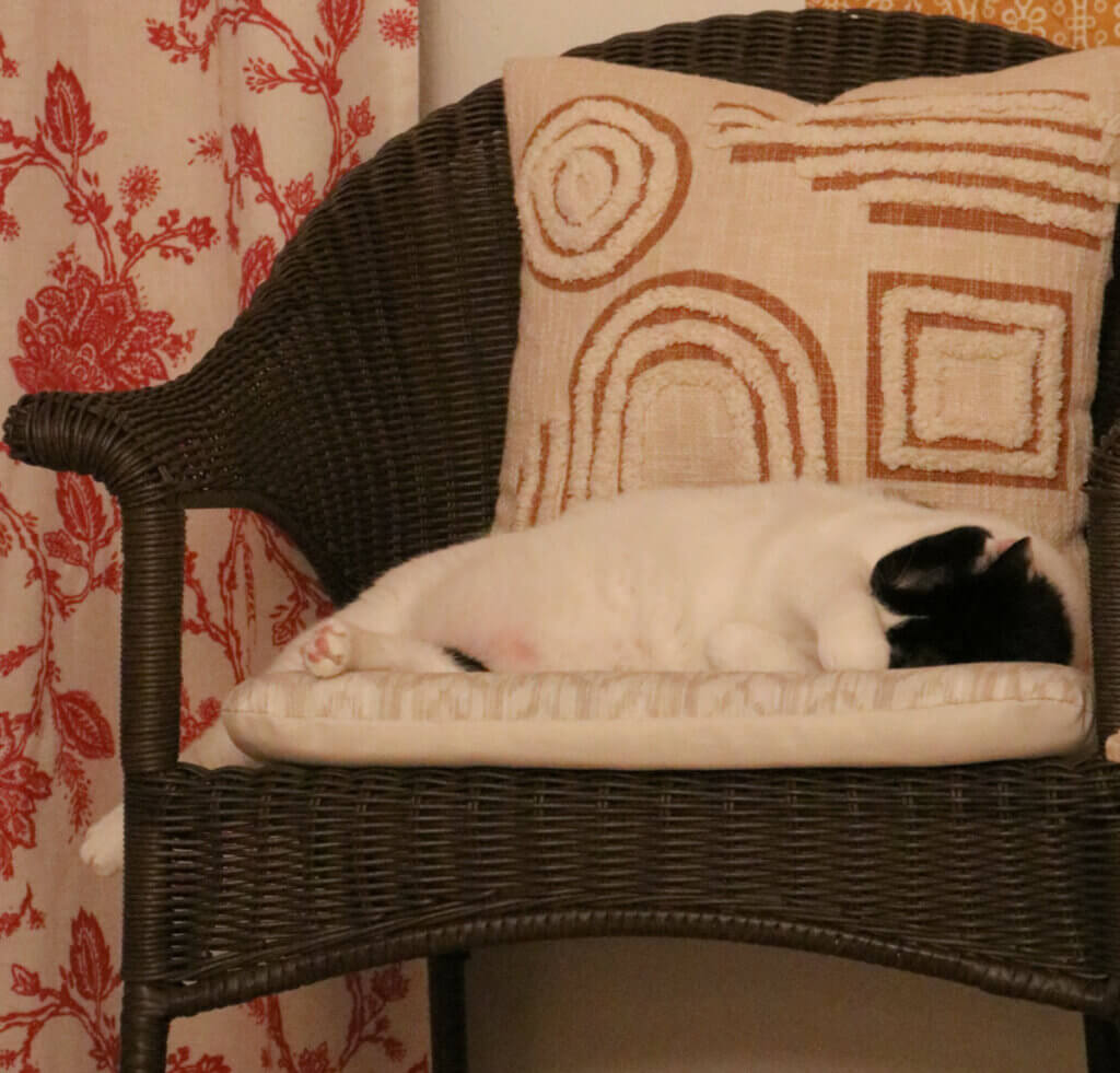 Ivy sleeping in the wicker chair with her paw over her eyes.