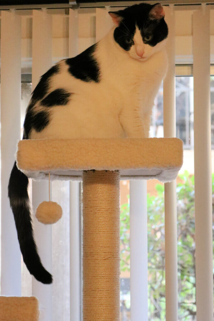 Ivy in my bedroom at the top of her cat tower in front of the patio doors.