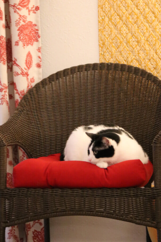 In Cats & Music & All About November, here is Ivy laying on the wicker chair with the red cushion.