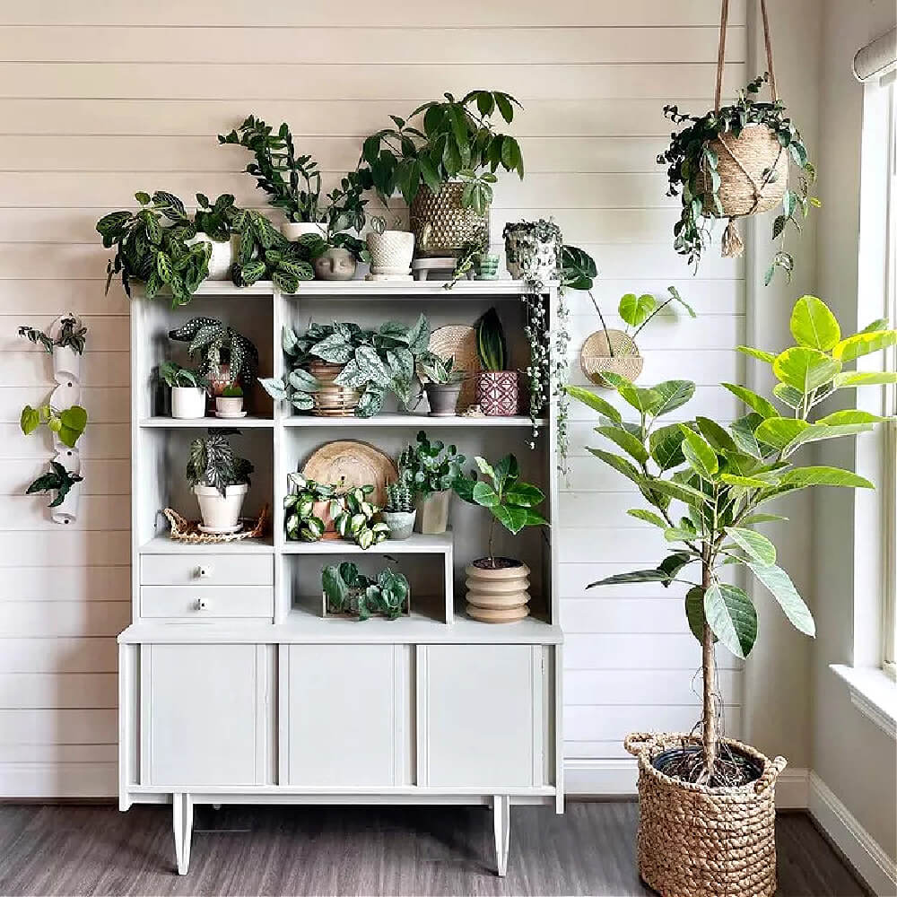 House plants arranged on a white hutch