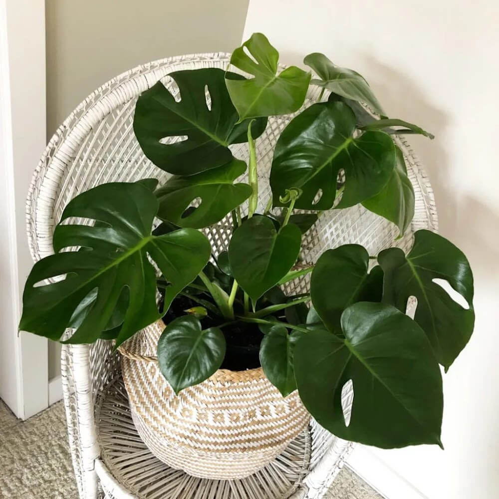 In Displaying House Plants In Your Home, a monstera plant is setting on a wicker chair