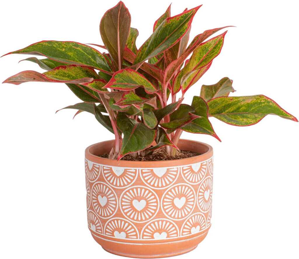 Chinese evergreen plant in a terracotta pot