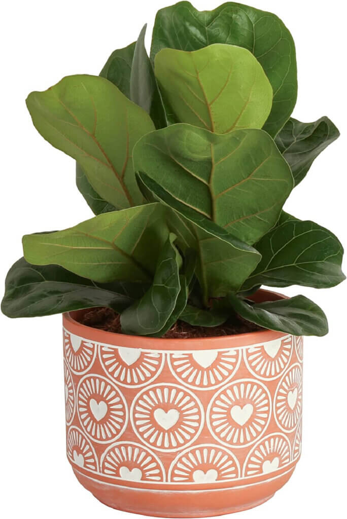In Live House Plants At Amazon, this is a fiddle leaf fig plant in a terracotta pot