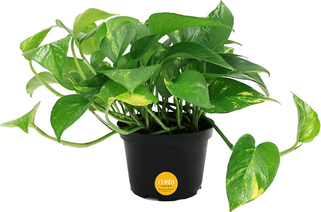 In Live House Plants At Amazon, this is the golden pothos