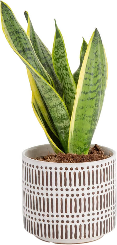 The snake plant, also called Mother In Law's Tongue