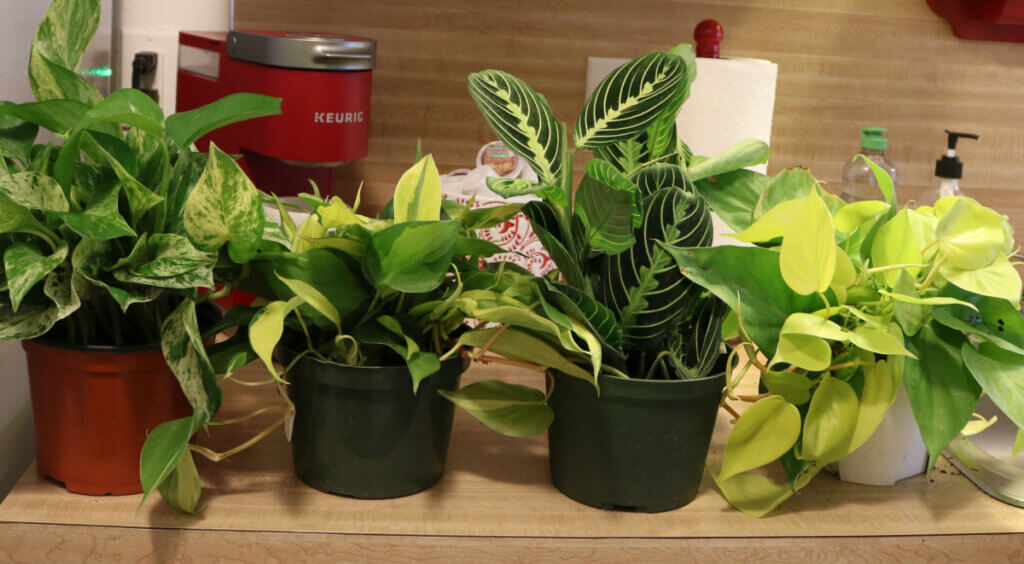 The house plants arrived looking healthy and happy