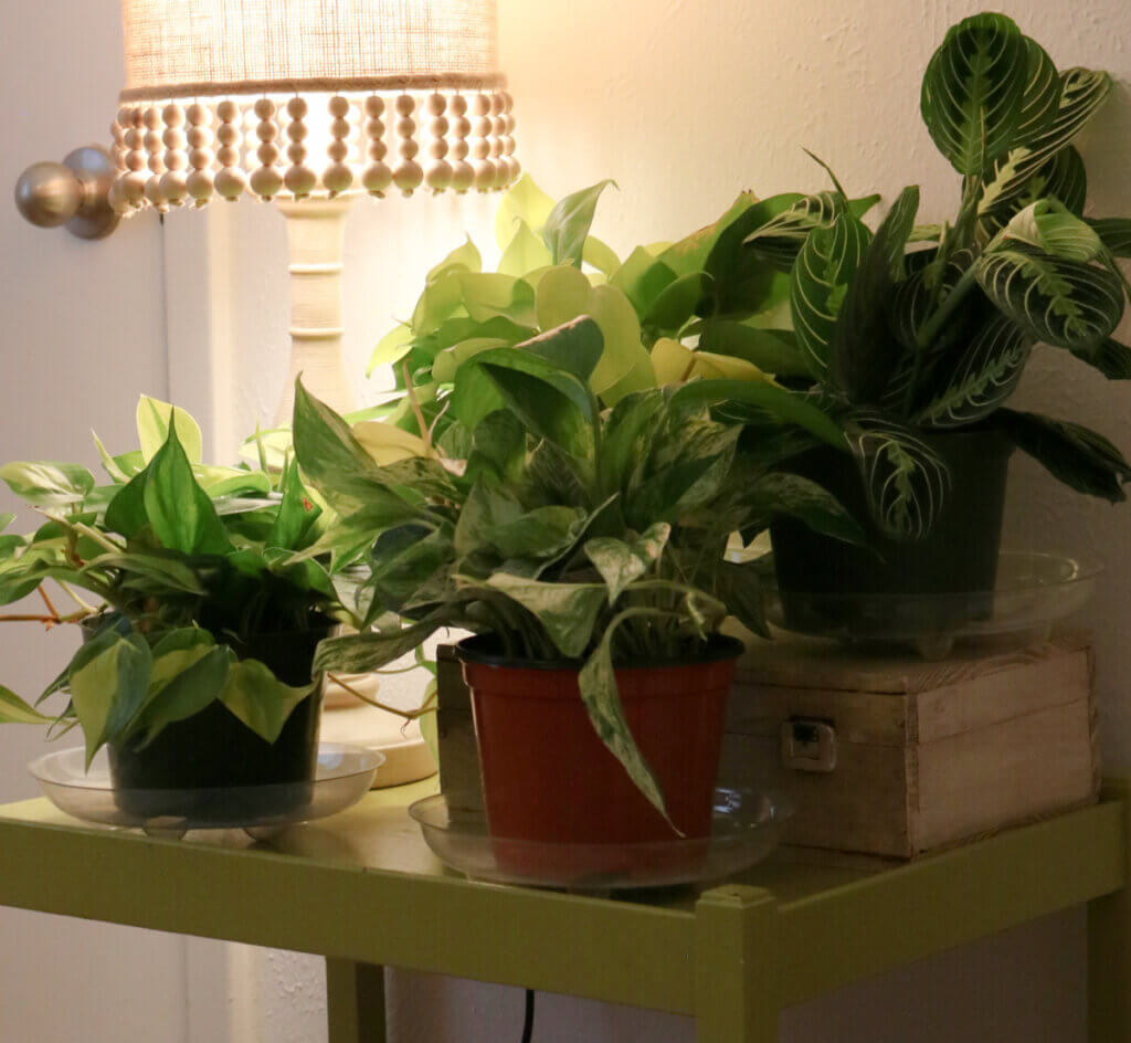 In The Rooted House Plants Arrived, I am very pleased with the condition of the four plants