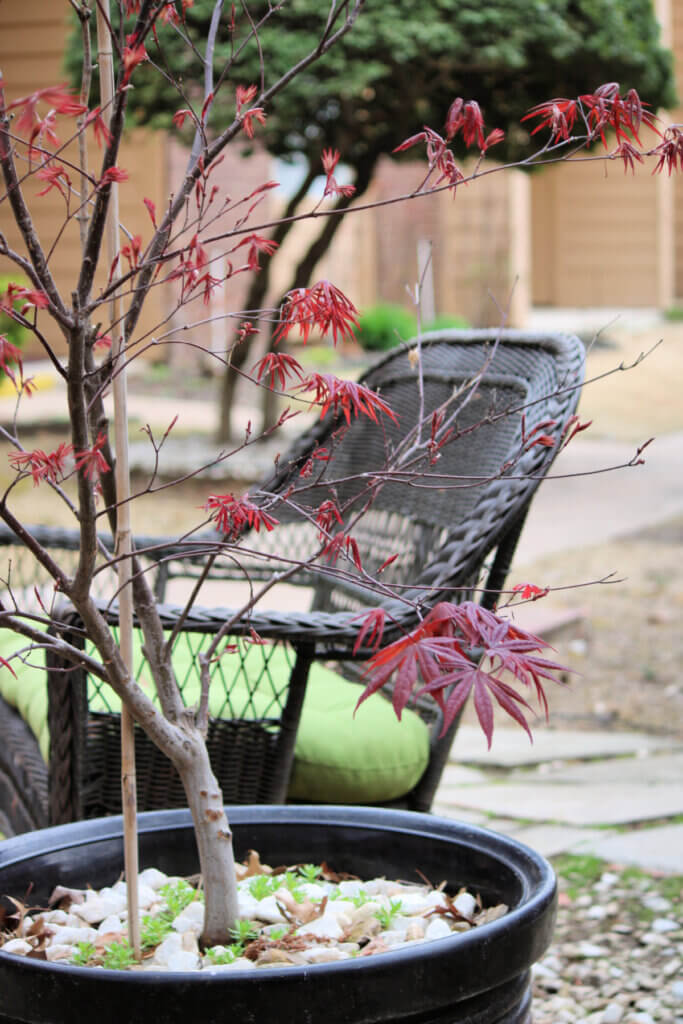 In Outdoor & Indoor Plant Photos, The Japanese Maple I moved here in the container next to my wicker settee near the sidewalk.