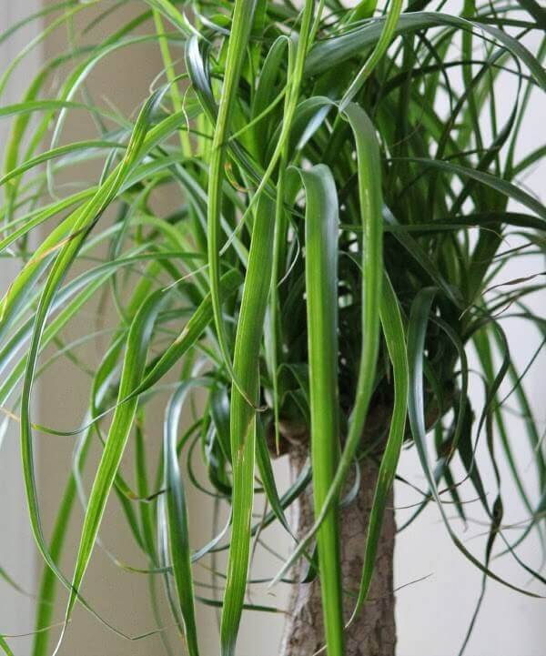 In Safe House Plants For Pets, the ponytail palm is non toxic