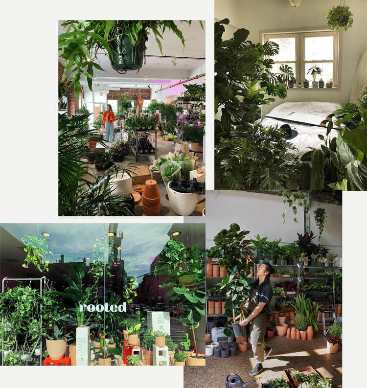 In Rooted House Plant Delivery Service, this is one of their stores in New York