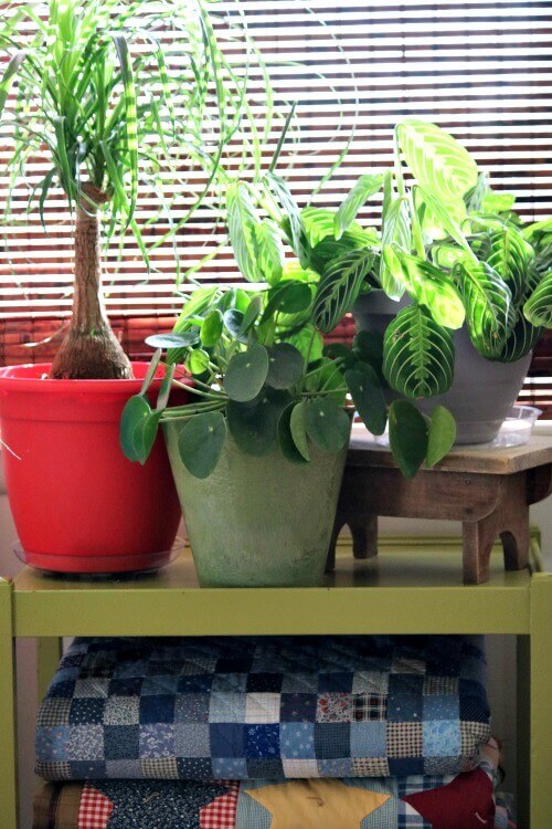 My ponytail plant, money plant, and prayer plant are non-toxic to pets