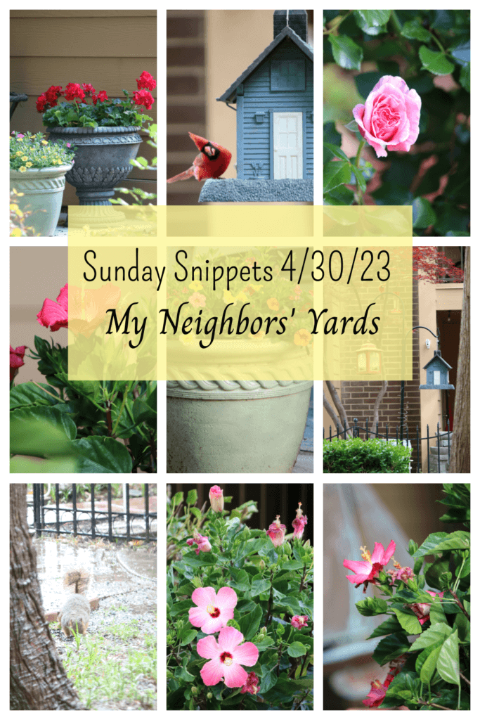 In Sunday Snippets 4/30/23, these are my neighbors' flowers, etc.