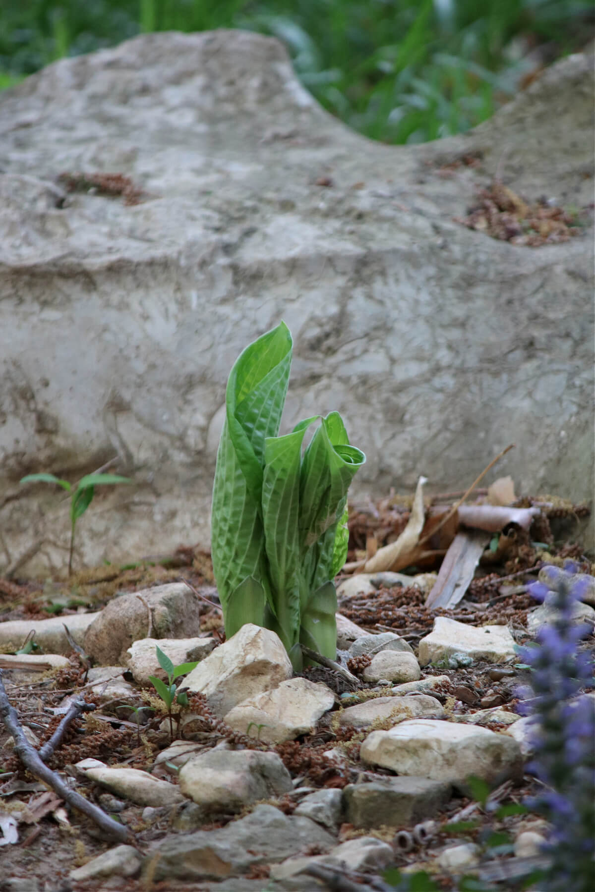 A Hosta plant coming up last spring