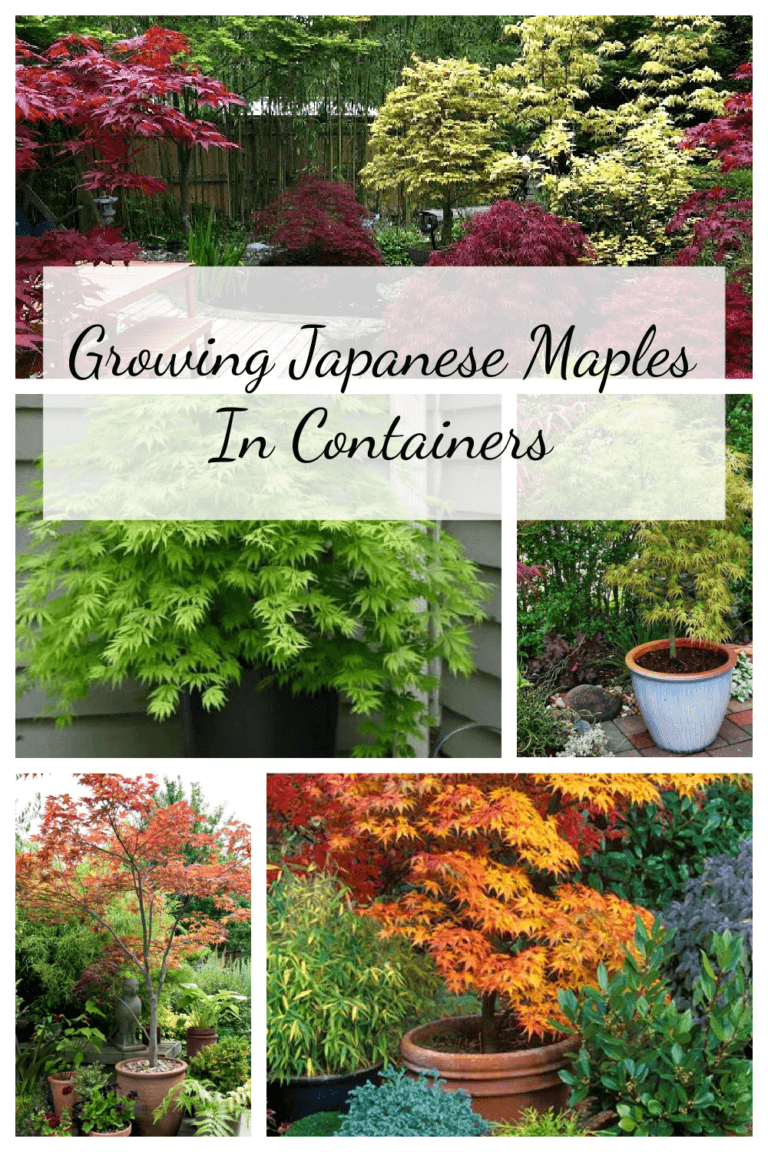 Growing Japanese Maples In Containers