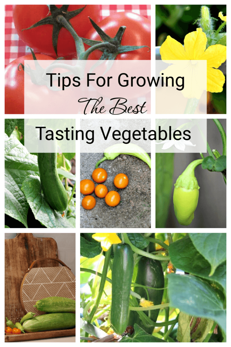 Tips For Growing Garden Vegetables