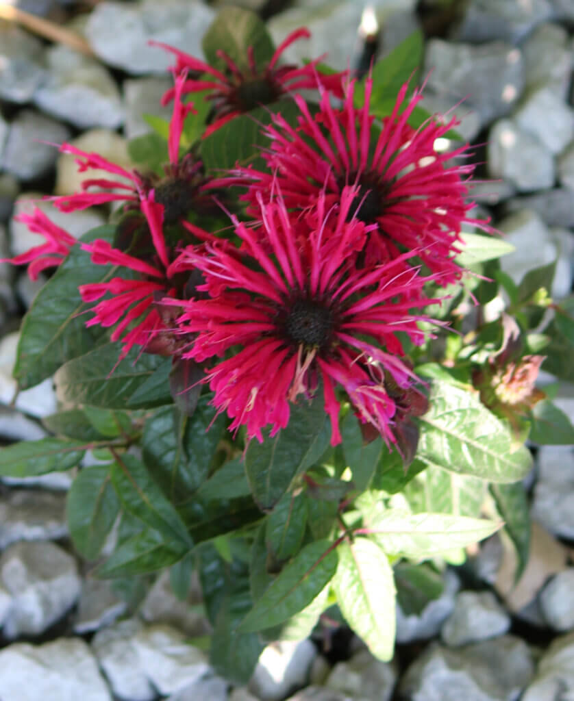 In Gardening Is Investing In The Future, this is the red flowers of the Monarda bee balm plant. It attracts bees and butterflies.
