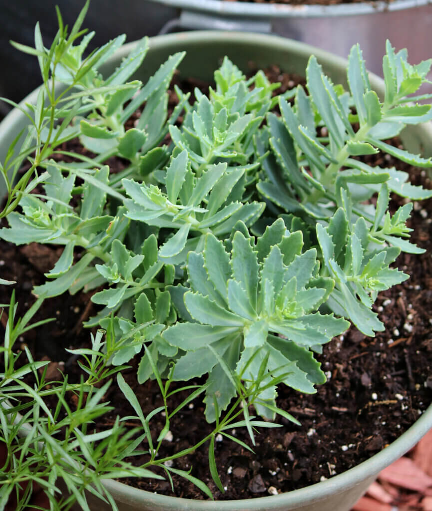 In Sunday Snippets 5/28/23, I show this Sedum Autumn Joy that is supposed to have white blooms.