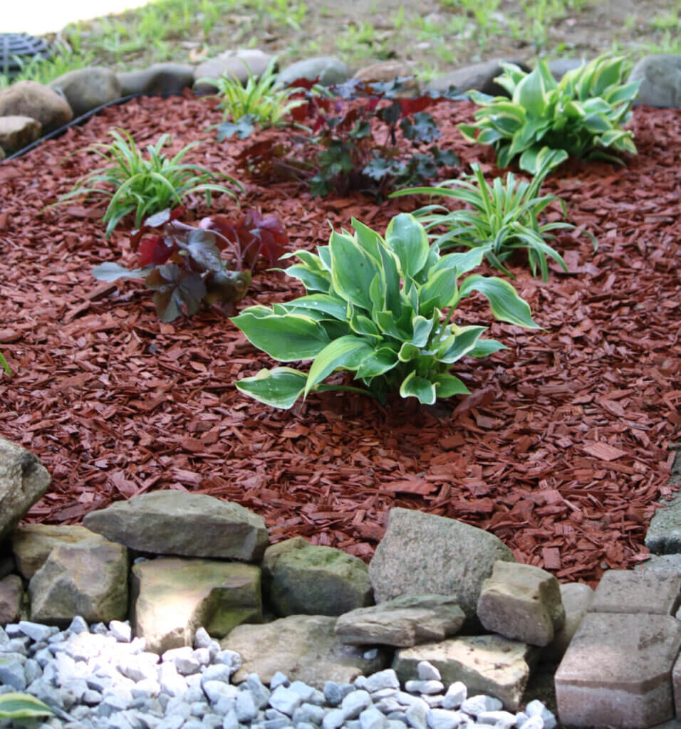 In the new landscaping is now complete, this is a view of the rock bed with hostas, liriope and coral bells.