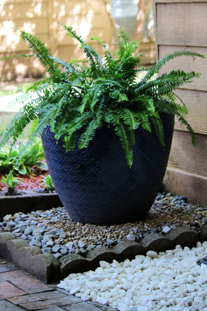 A Boston fern I planted in one of the big blue pots